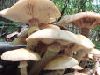 Languedoc Food Specialities: Mushrooms.